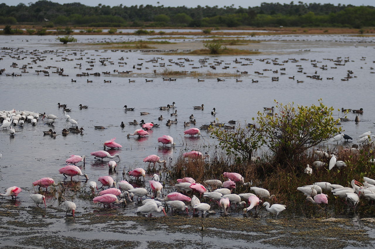Birds at Merritt Island National Wildlife Refuge